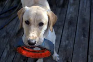 Top Five Ways a Pet Can Improve Your Health 1 Pet