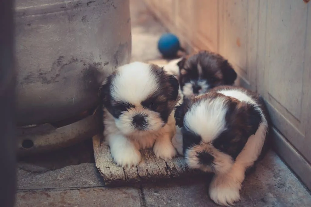 Pets