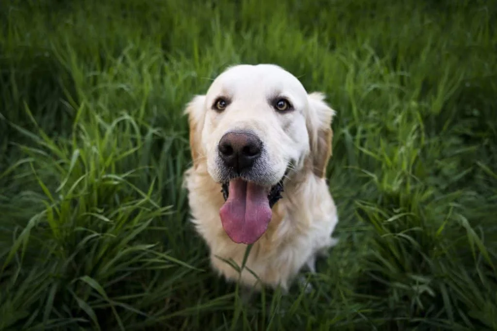 Diabetic Alert Dog