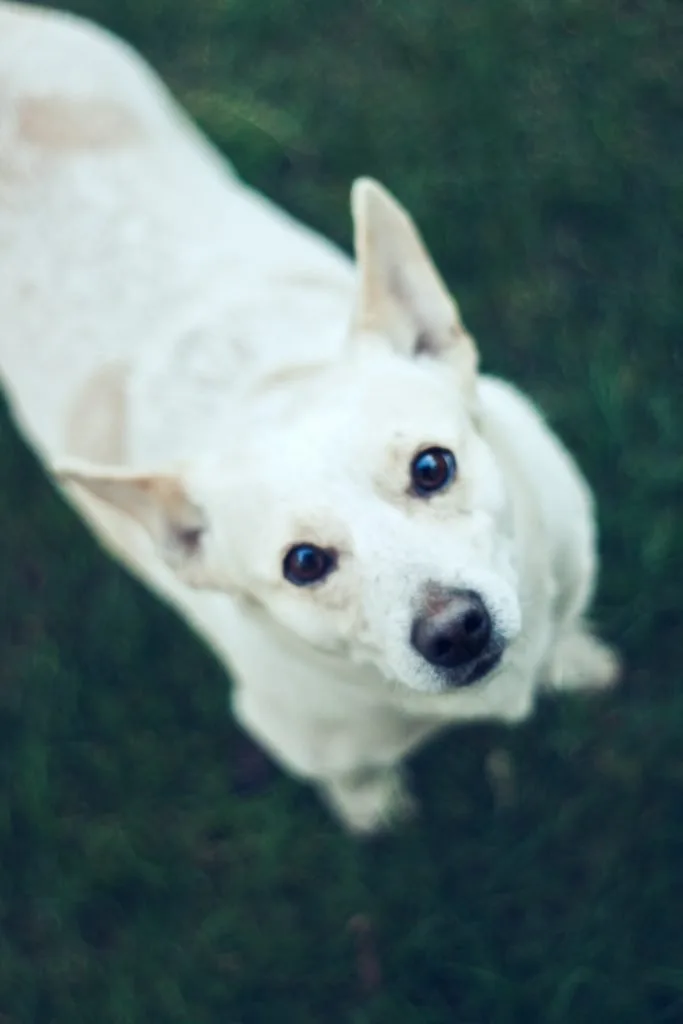 Animal Assisted Therapy