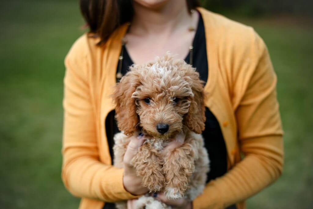 Information about Goldendoodle.