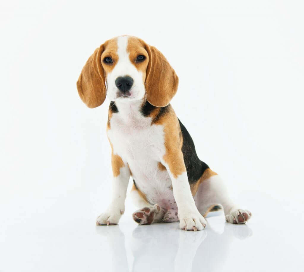 The Beagle breed – Friendly Loyal And Loving