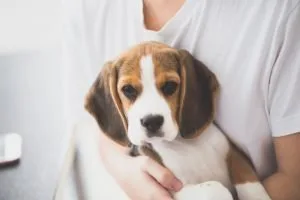 Beagle breed