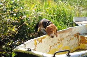beagle breed